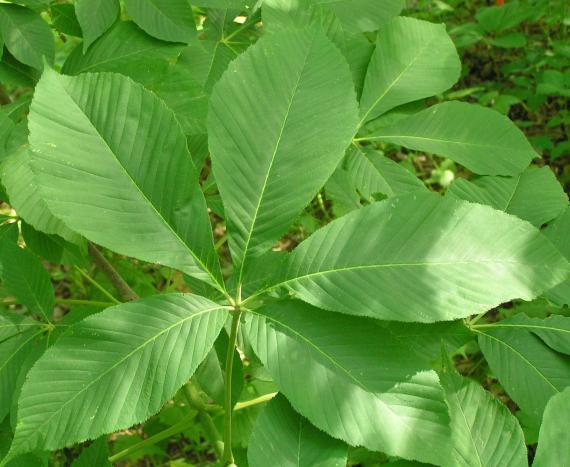 Tree leaves
