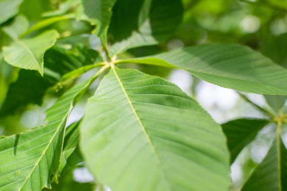 Tree leaves