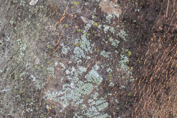 Tree bark