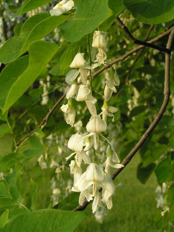 Tree flower