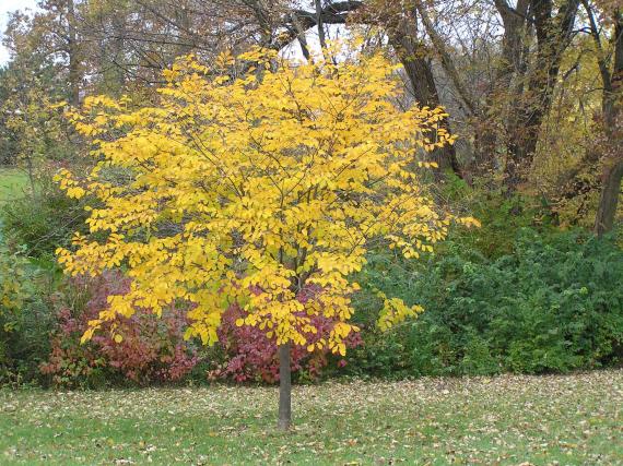 Tree habit