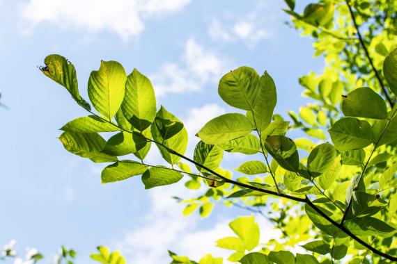 Tree leaves