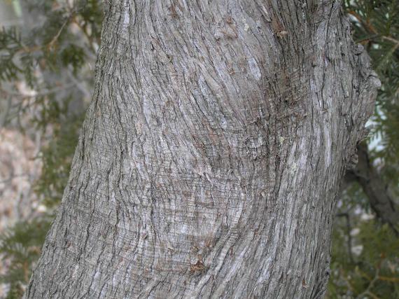 Eastern Arborvitae Bark Close-Up
