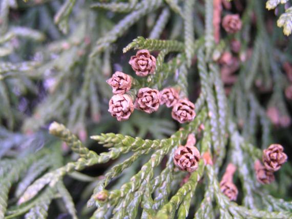 Eastern Arborvitae Fruit