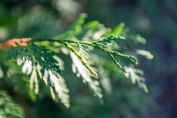 White Cedar Leaves in Summer (Close-Up)