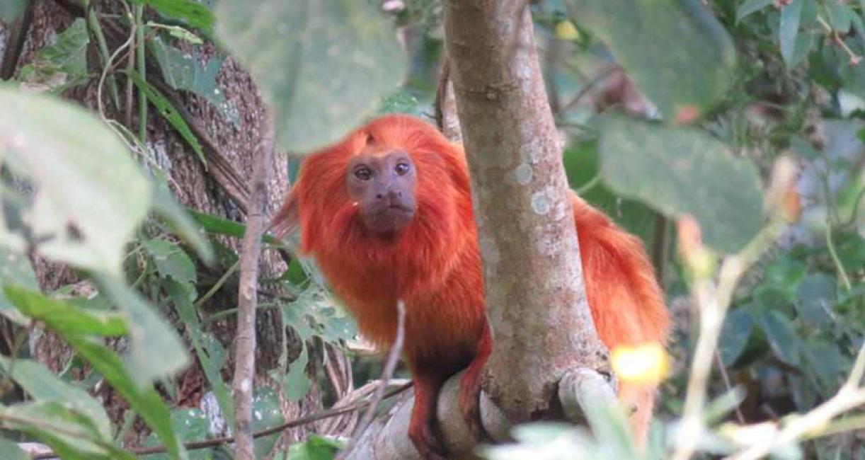 Photo of a golden lion tamarin