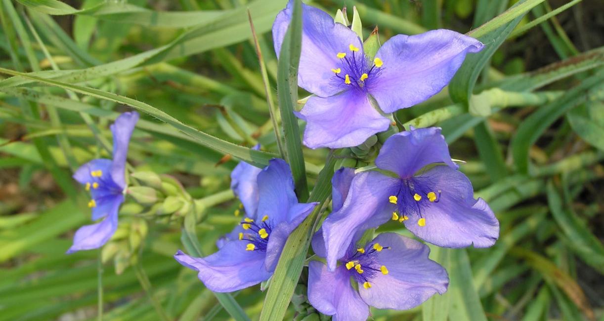 Ohio Spiderwort