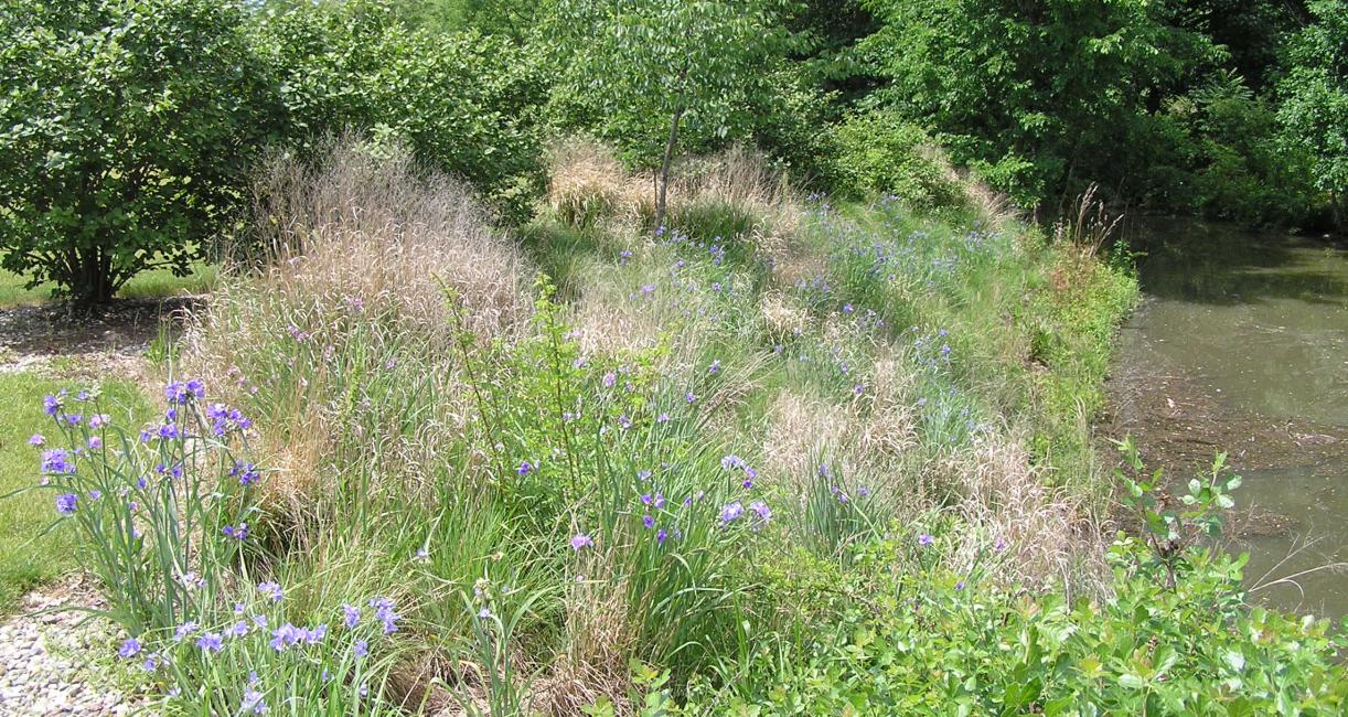 Planting view