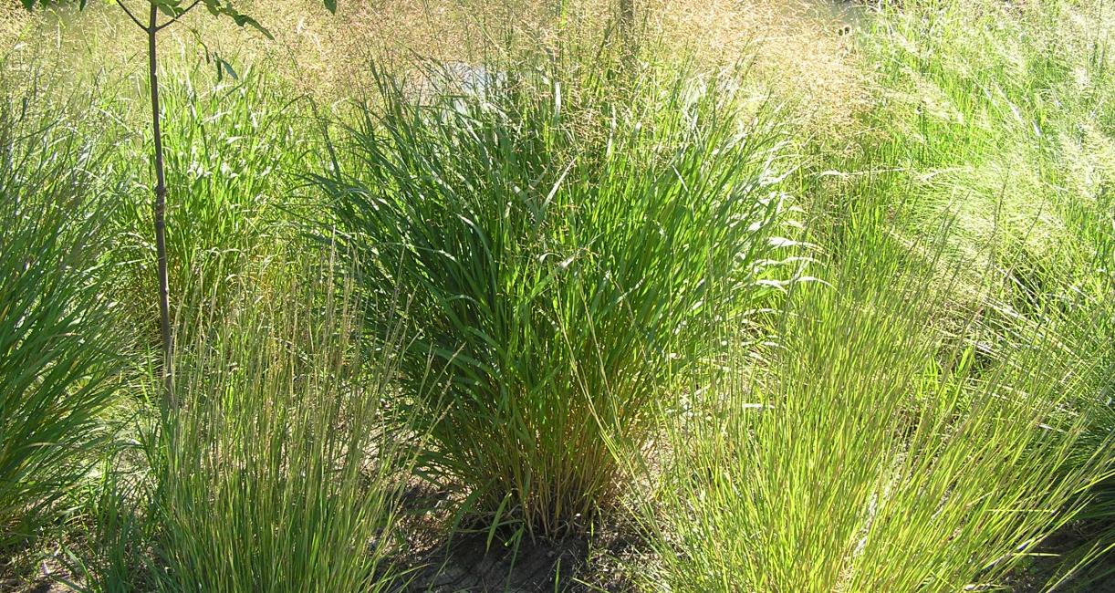 Switchgrass
