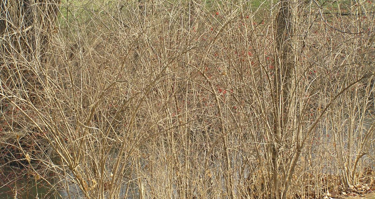 Before restoration