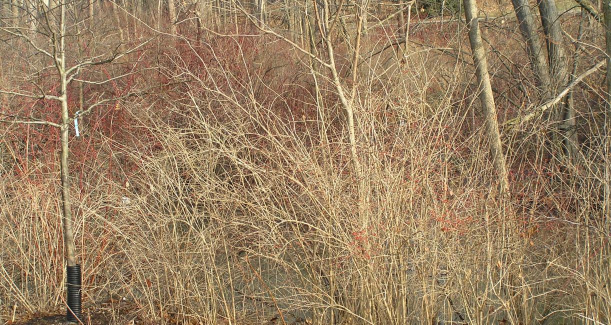 Before restoration