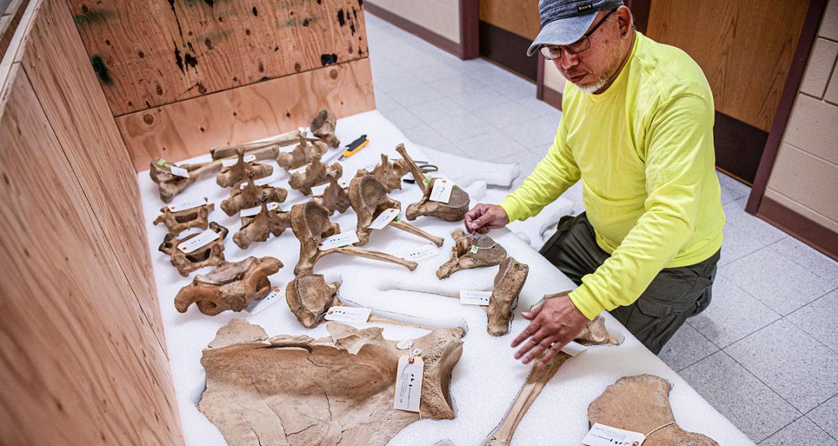 Mastodon bones being assembled for transport.