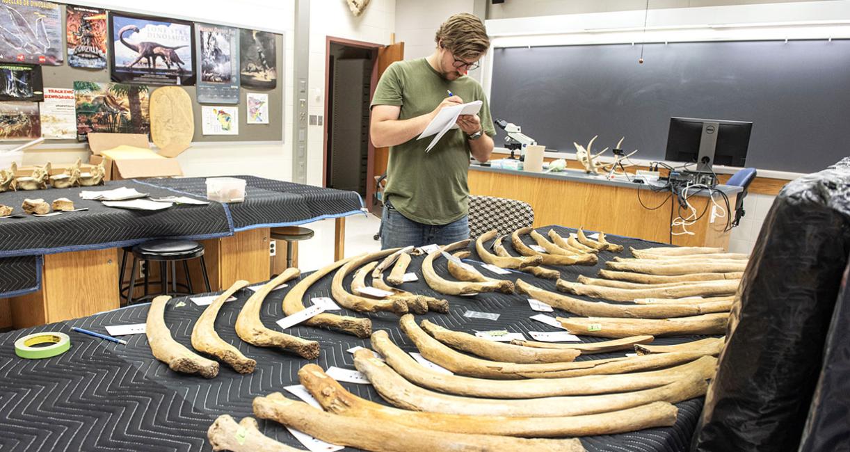 Mastodon bones being assembled for transport.