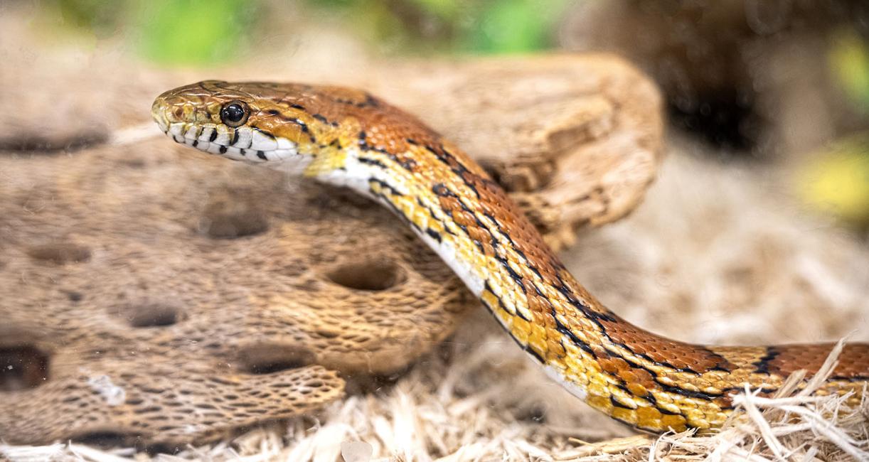 Snakes are among the animals that the Environmental Resources Center seeks to protect.