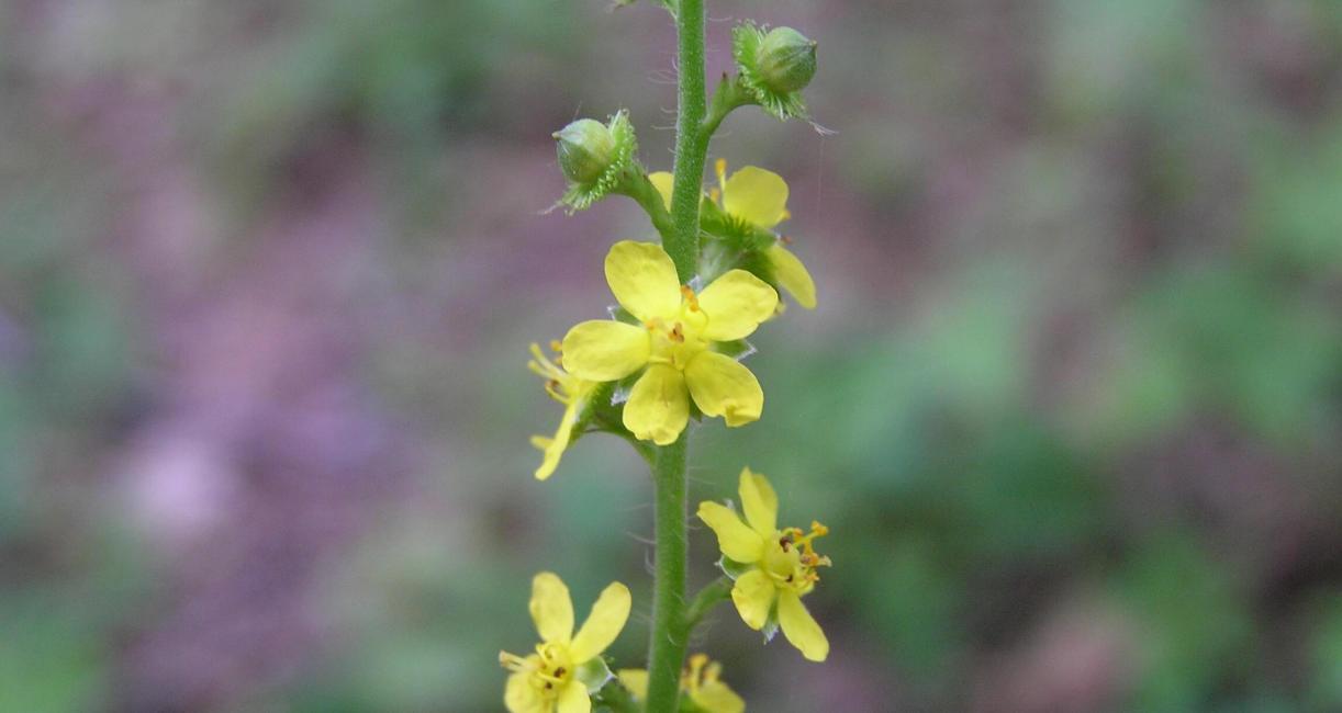 Agrimony flower