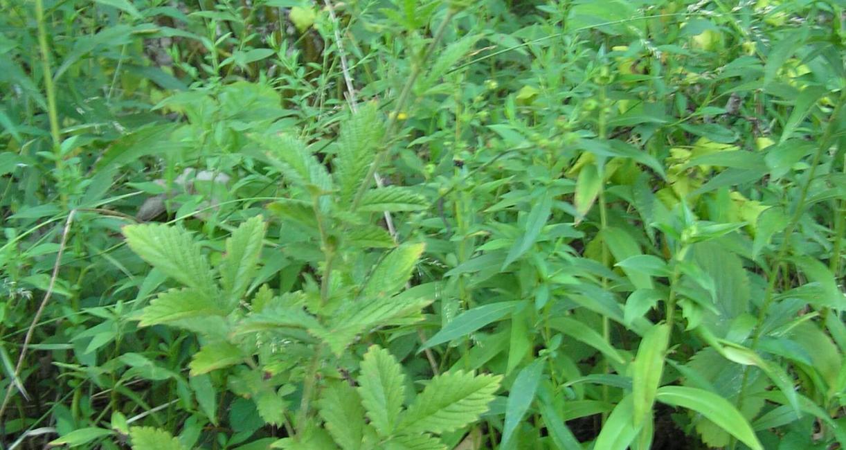 Agrimony habit