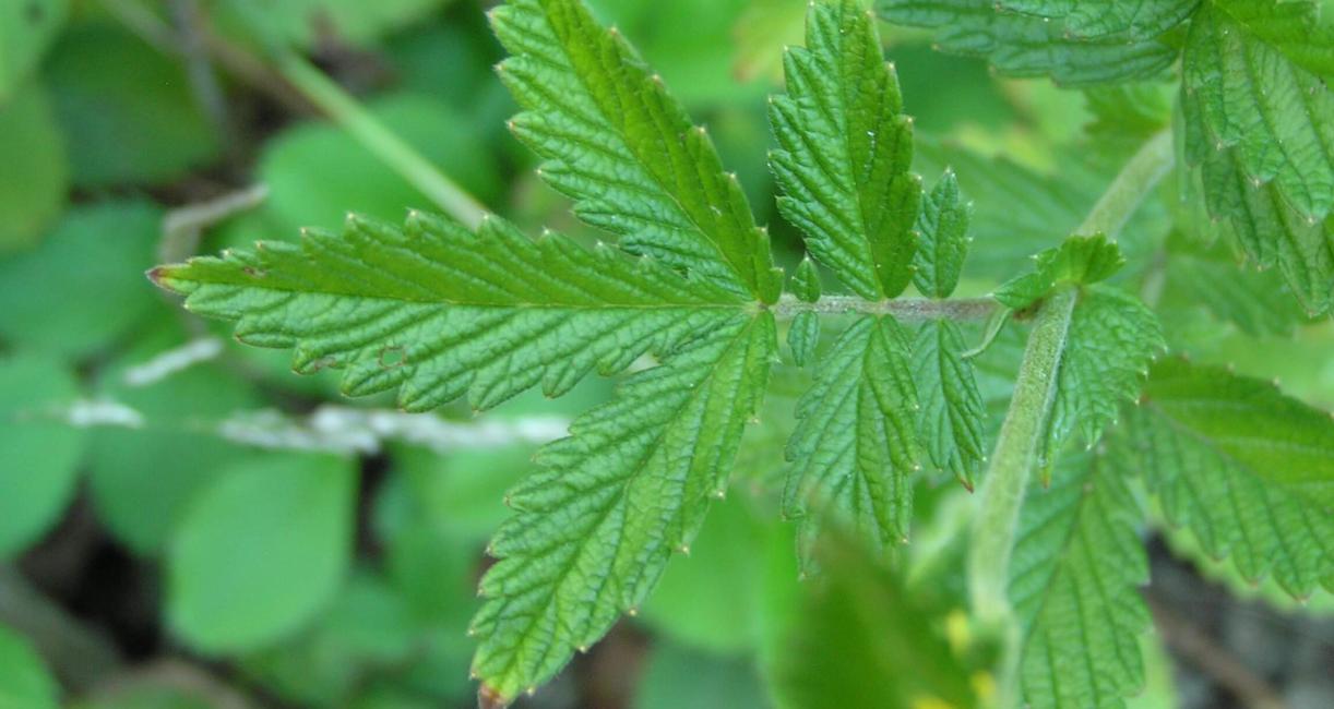 Agrimony leaves