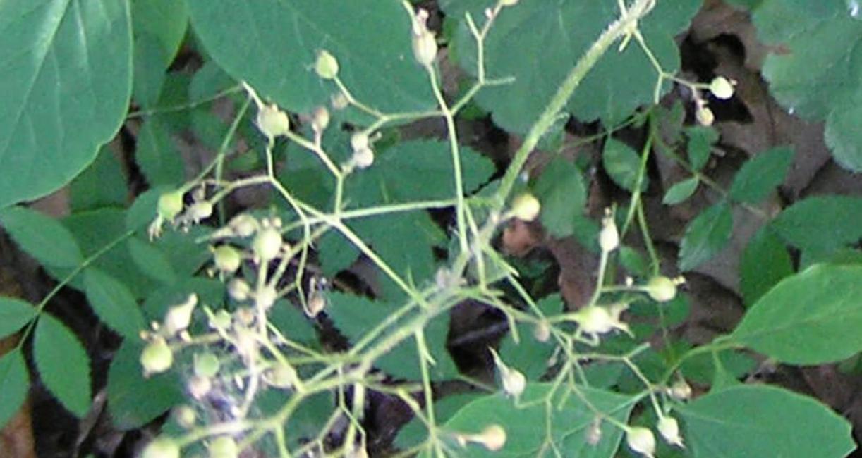 Alumroot flower