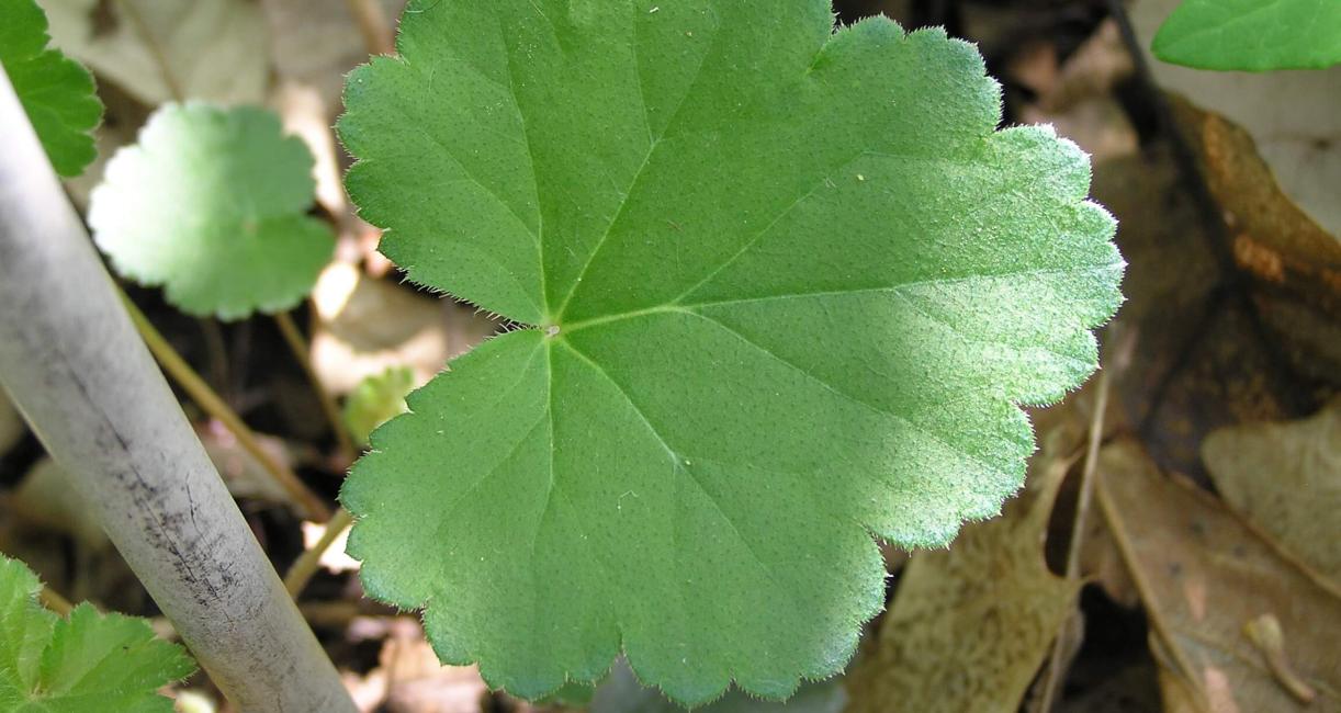 Alumroot leaves