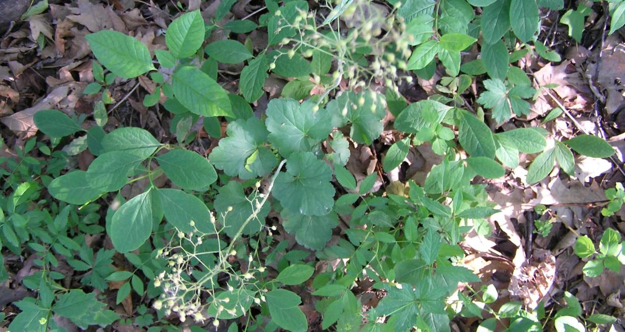 Alumroot