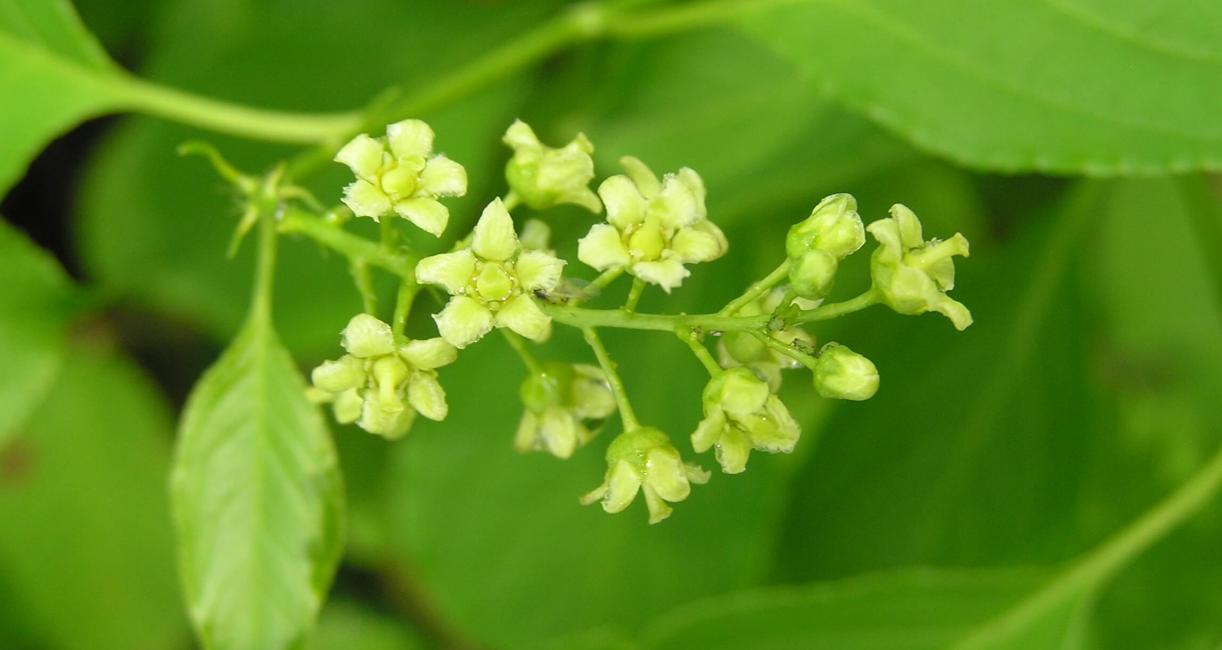 American Bittersweet flower