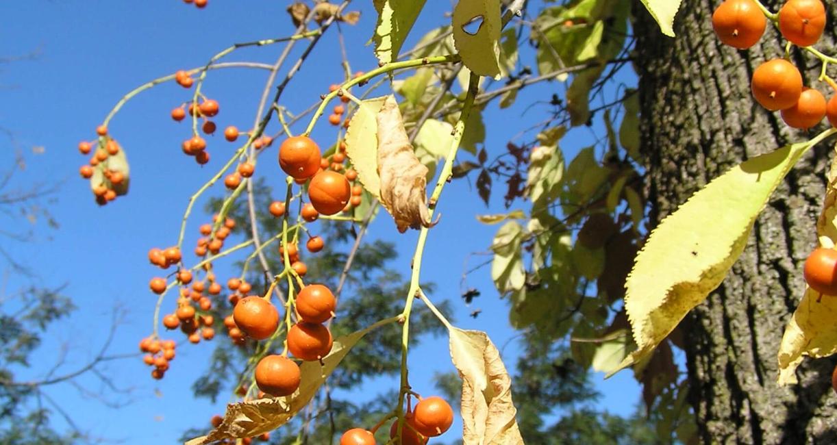 American Bittersweet fruit