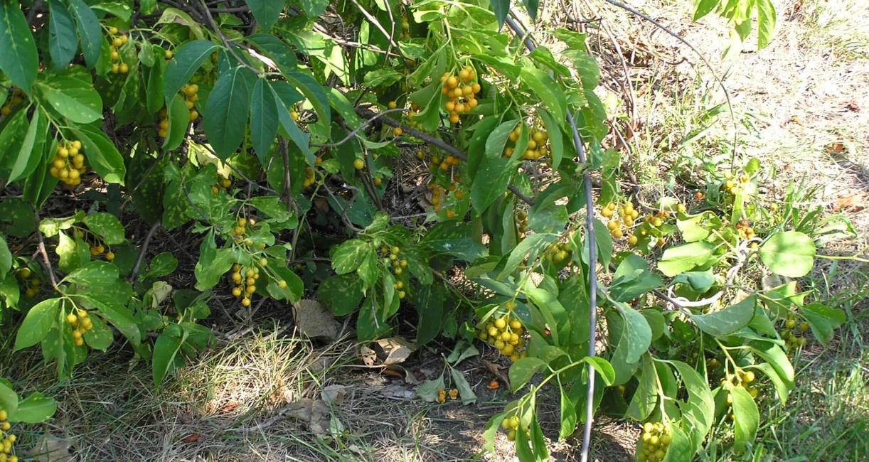 American Bittersweet habit