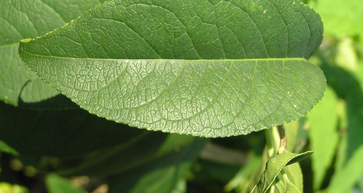 American Bittersweet leaves