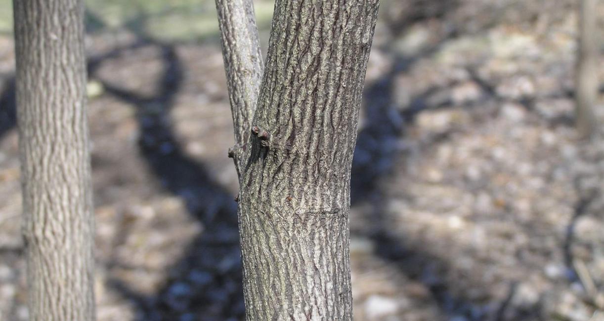 American Bladdernut bark