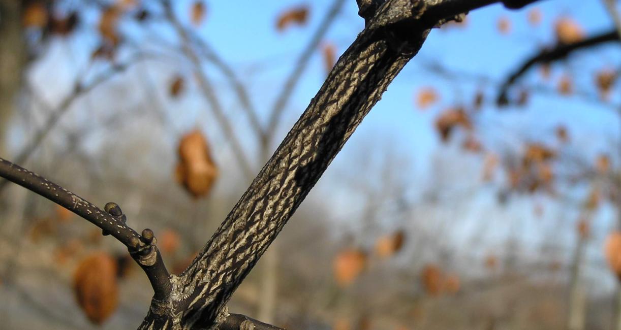 American Bladdernut branch