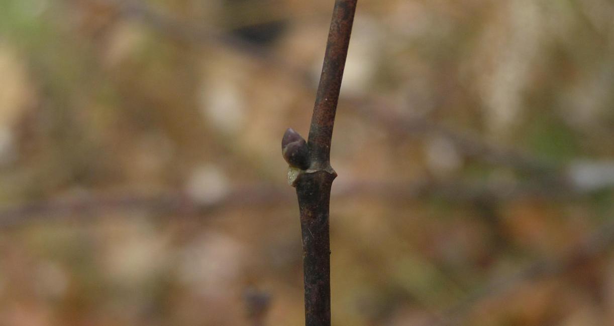 American Bladdernut bud