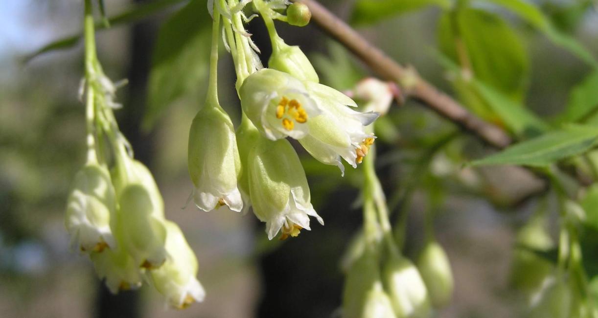 American Bladdernut flower