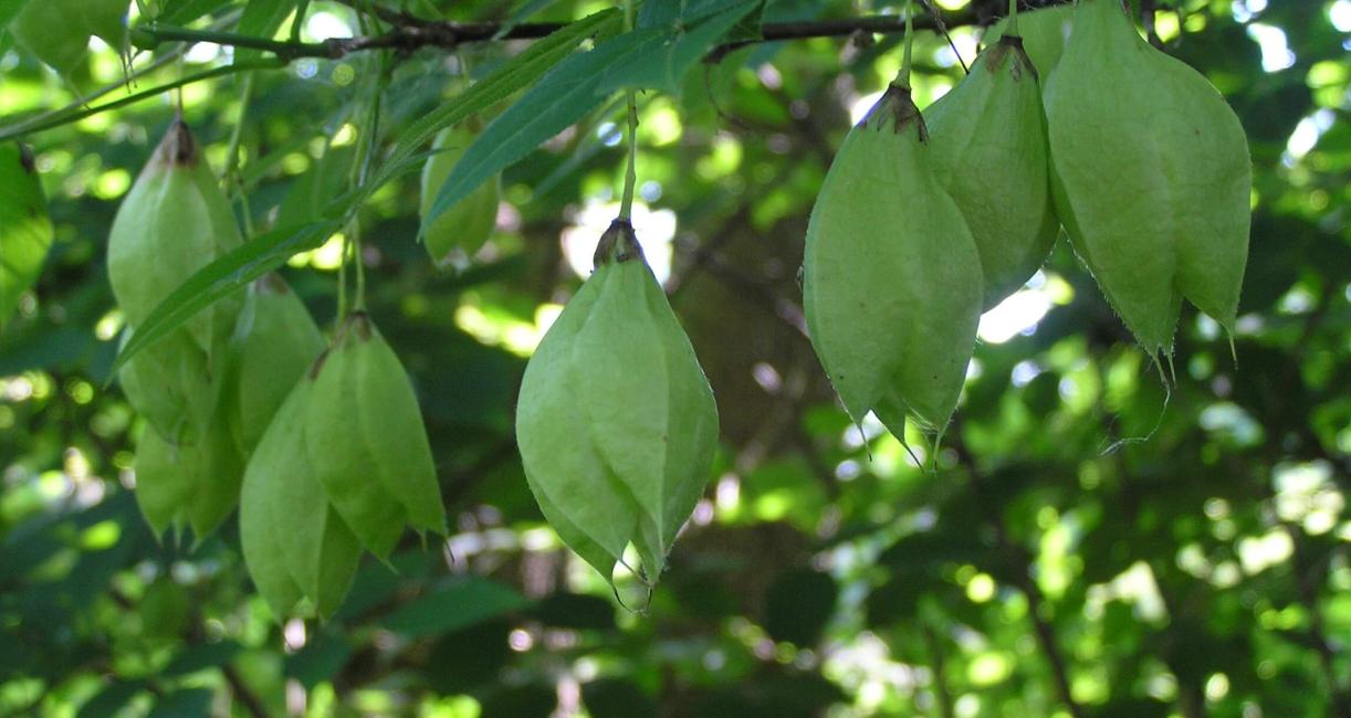 American Bladdernut fruit