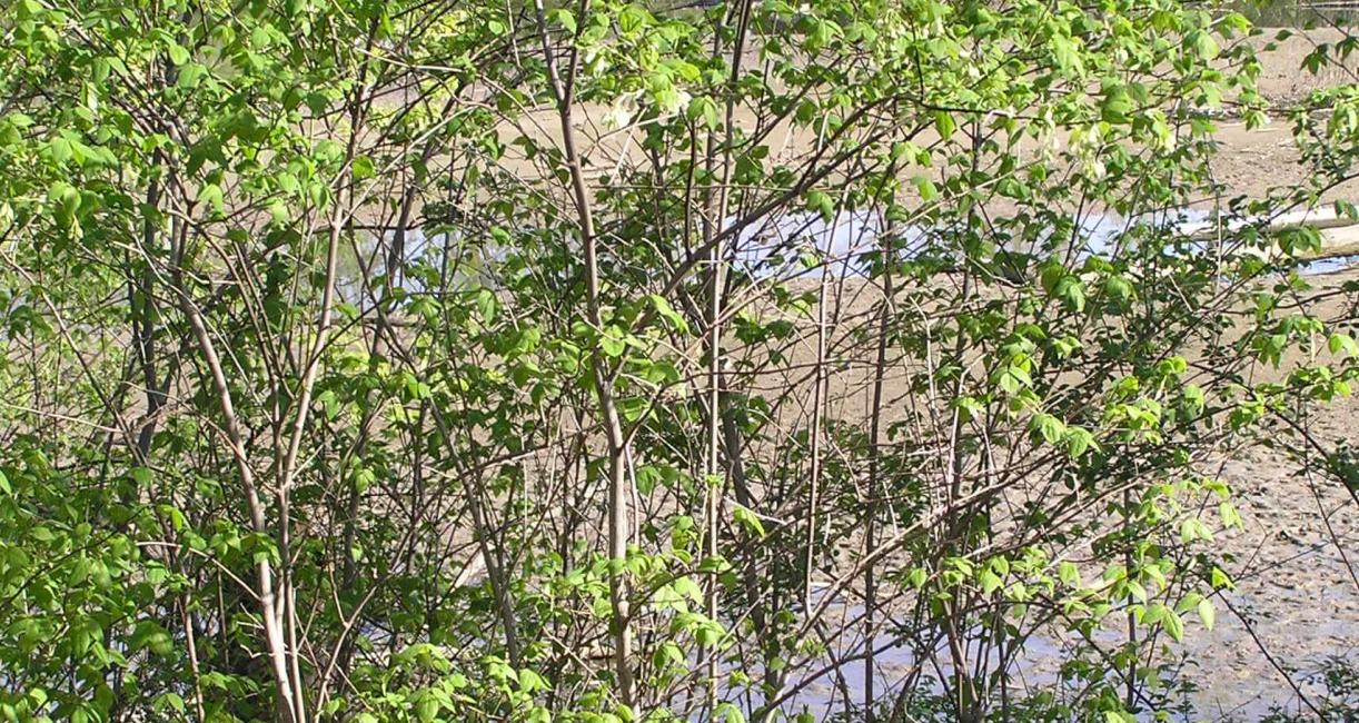 American Bladdernut habit