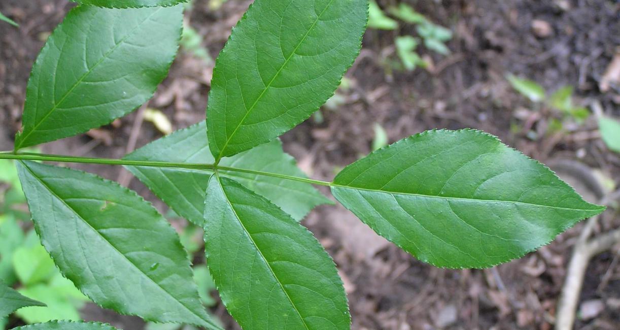 American Bladdernut leaves