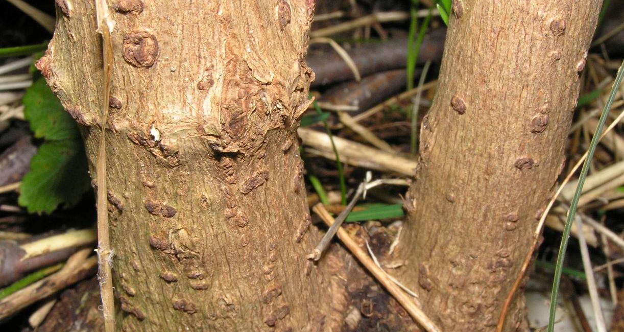 American Elderberry bark