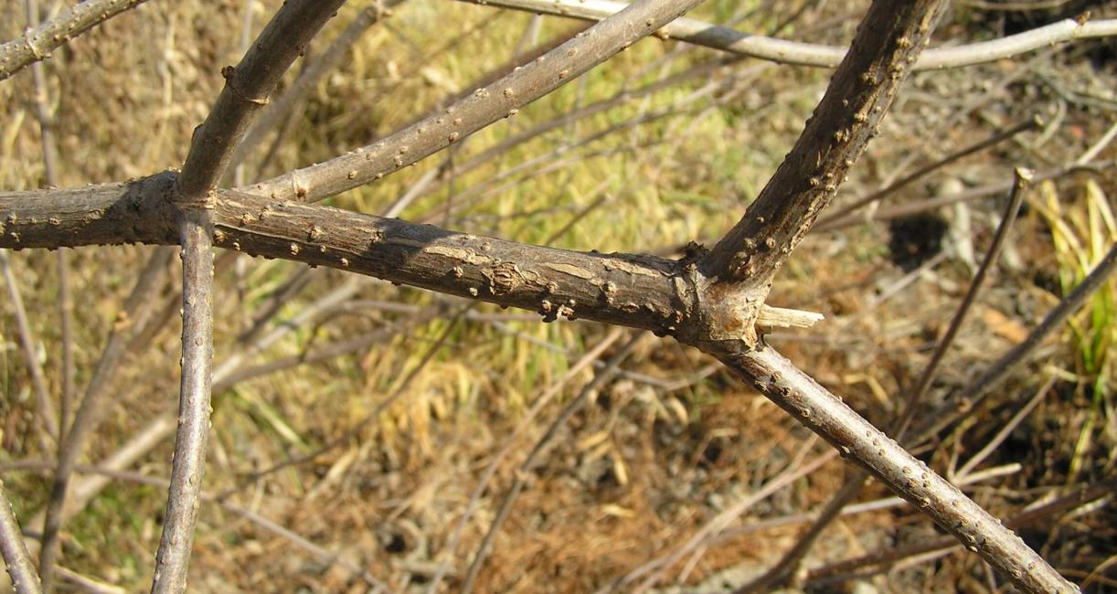 American Elderberry branch