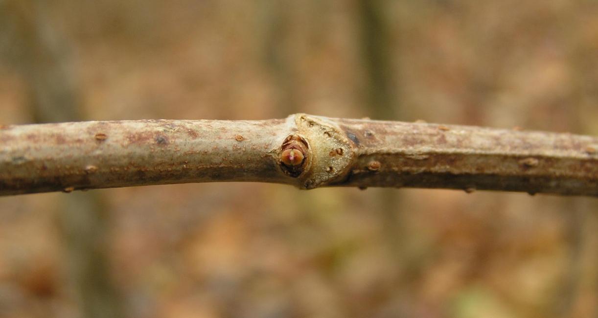 American Elderberry bud