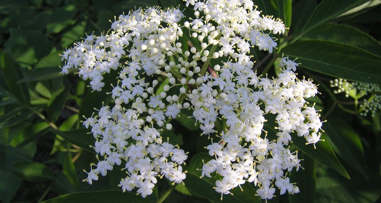American Elderberry flower