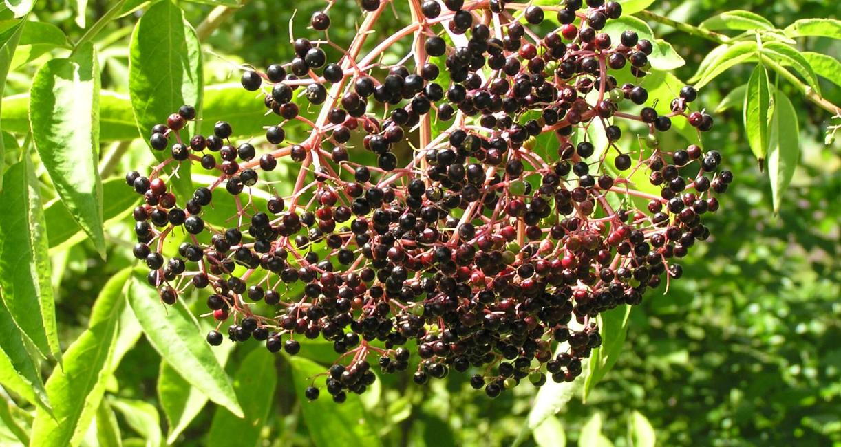 American Elderberry fruit