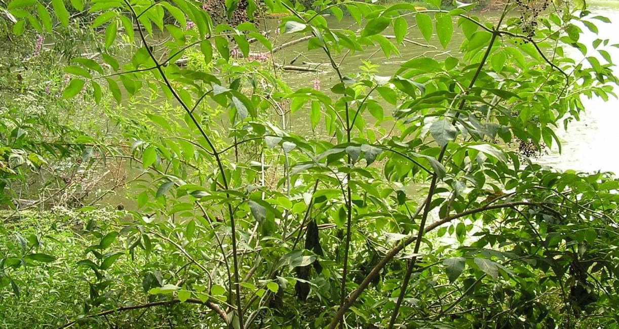 American Elderberry habit