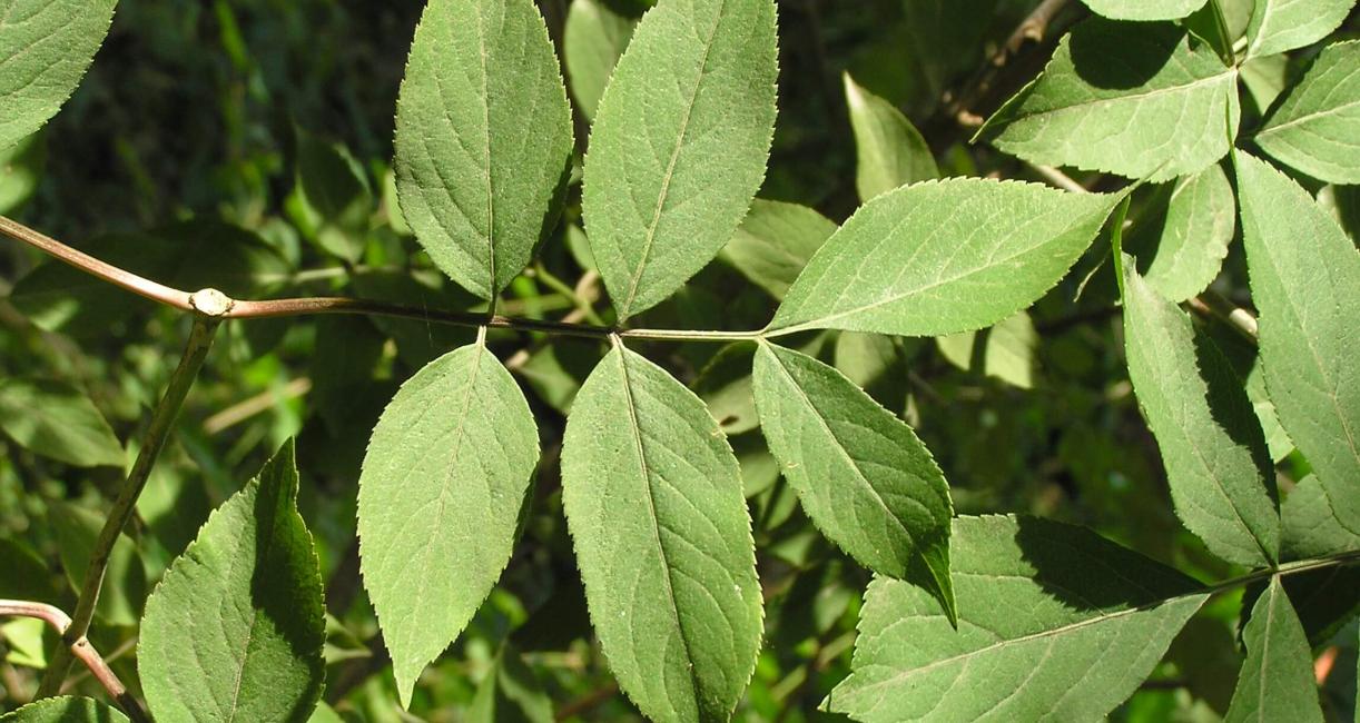 American Elderberry leaves