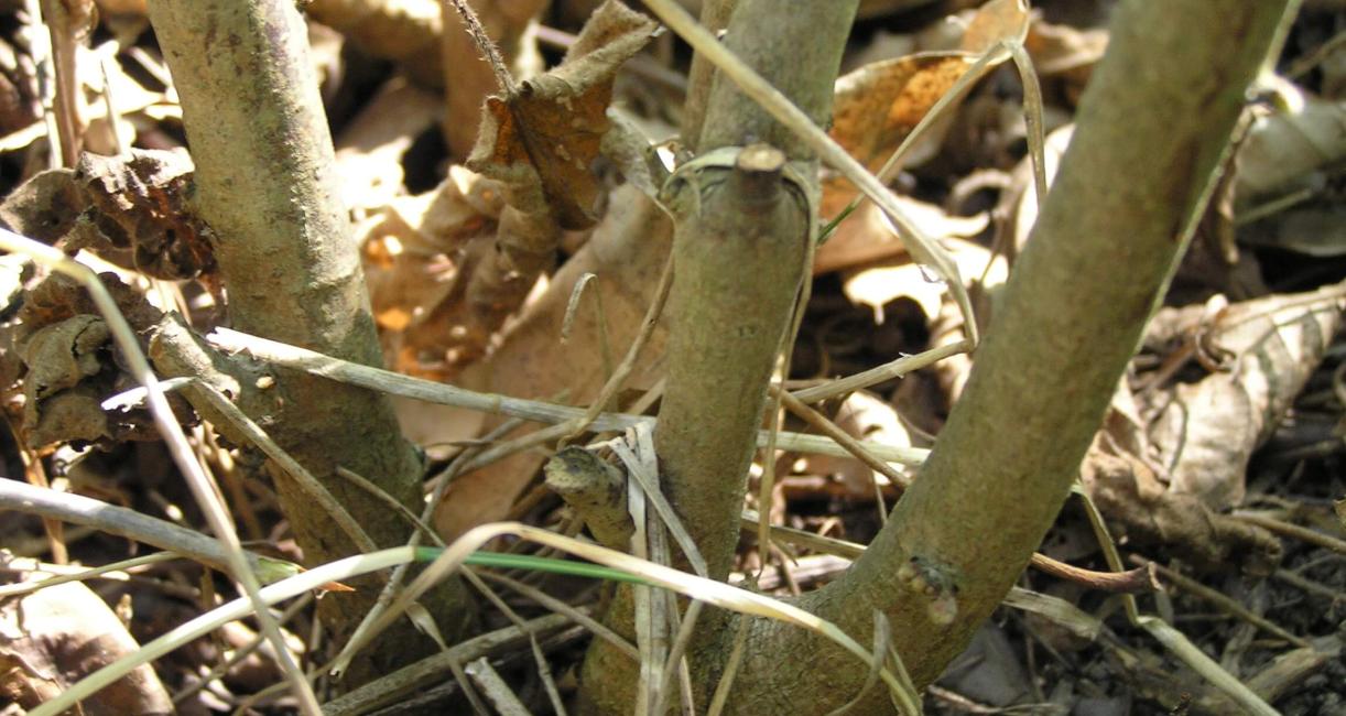 American Filbert bark