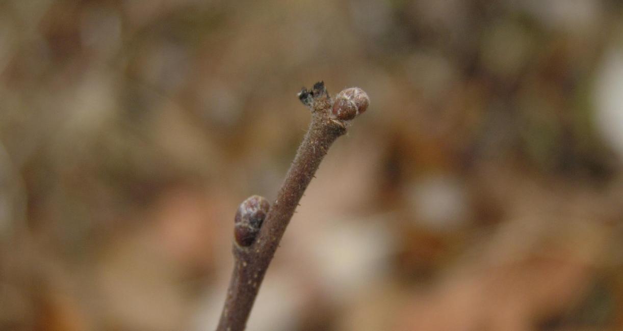 American Filbert bud