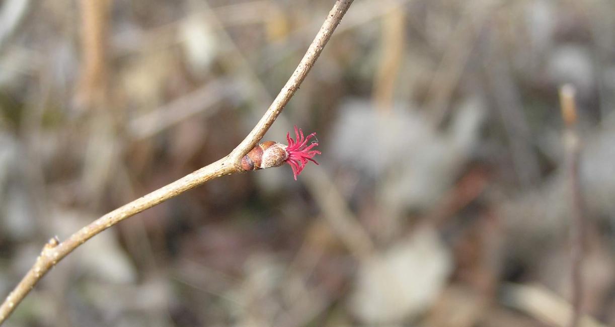 American Filbert flower
