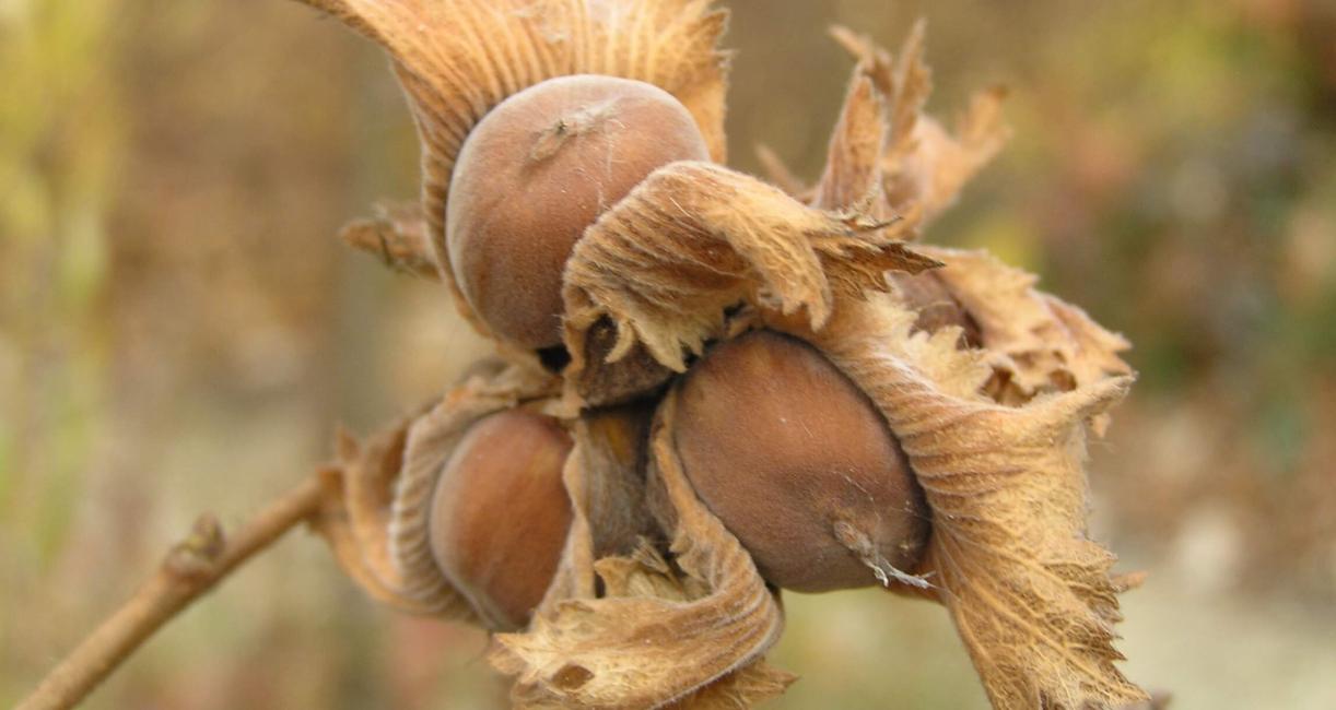 American Filbert fruit