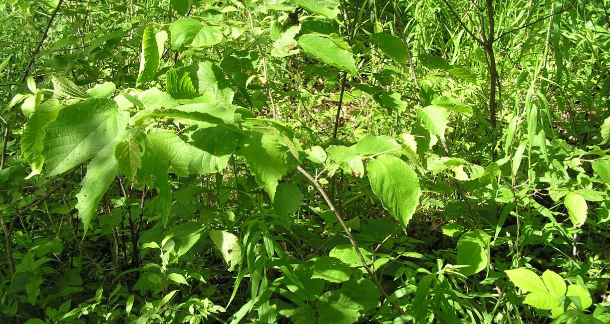 American Filbert habit