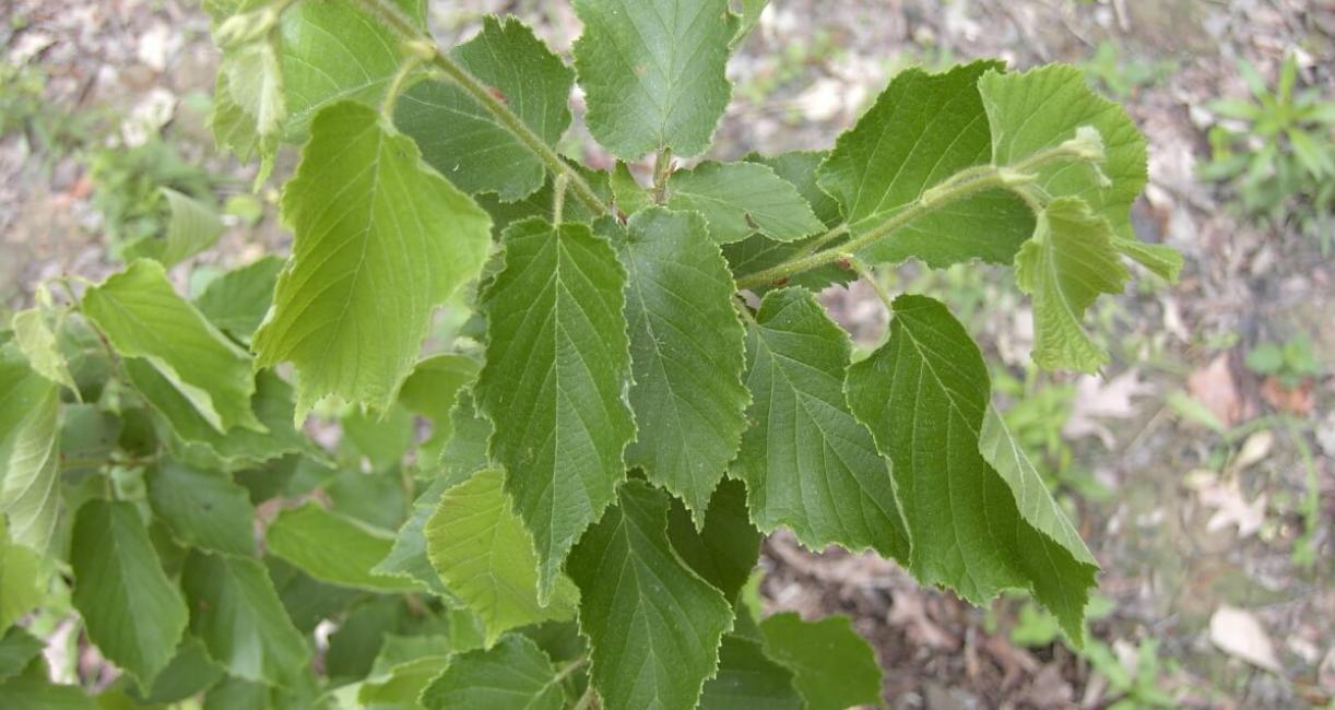 American Filbert leaves