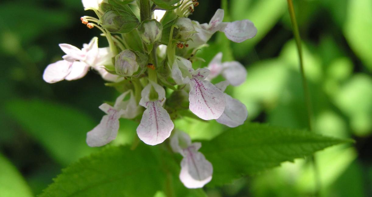 American Germander flower