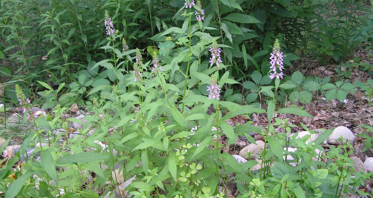 American Germander habit
